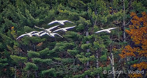 Seven Swans A Flying_DSCF5293.jpg - Trumpeter Swans (Cygnus buccinator) photographed near Maberly, Ontario, Canada.